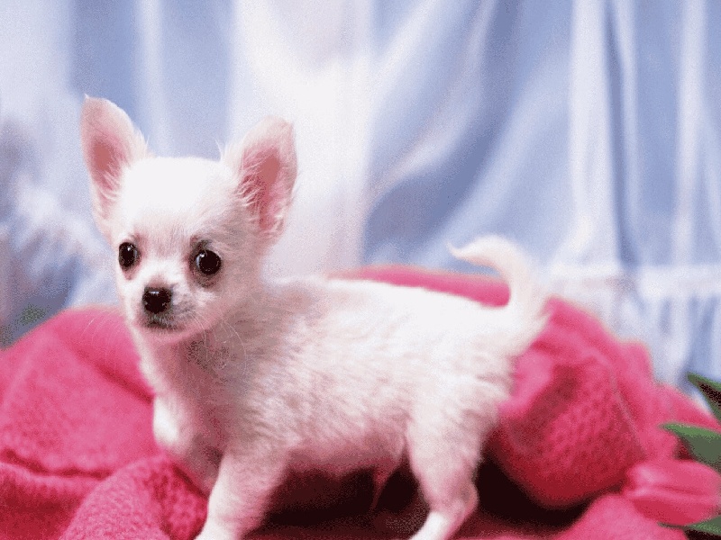 试管失败准备减肥(长沙文婷试管)